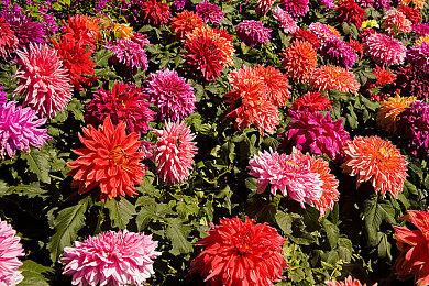 《女高中生生存模拟游戏》上架Steam 少女无人岛求生